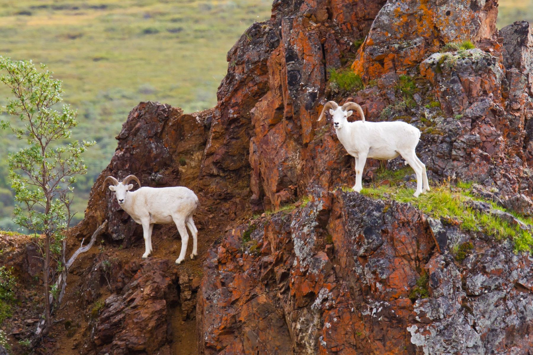 Wildlife in Alaska All About Alaska's Wildlife Travel Alaska
